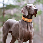 Custom Engraved Anti-Loss Leather Collar