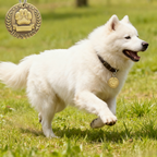 Vintage Brass Round Pet ID Tag - Customizable Paw Print Identity Tag for Lost Prevention